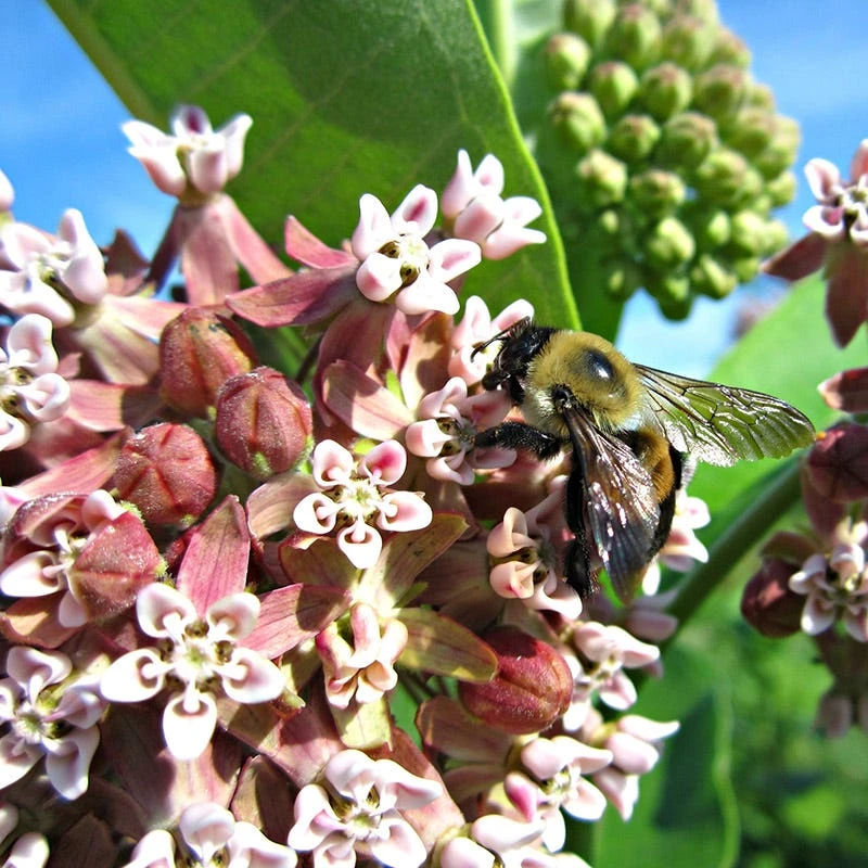 Common Milkweed 5 Common Milkweed - Image 5