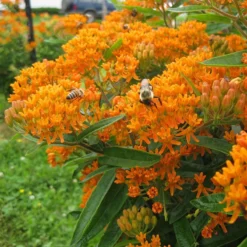 Butterfly Weed (Clay Form) 12 Butterfly Weed (Clay Form) -Lush Garden Home asclepias tuberosa butterfly weed 2 1