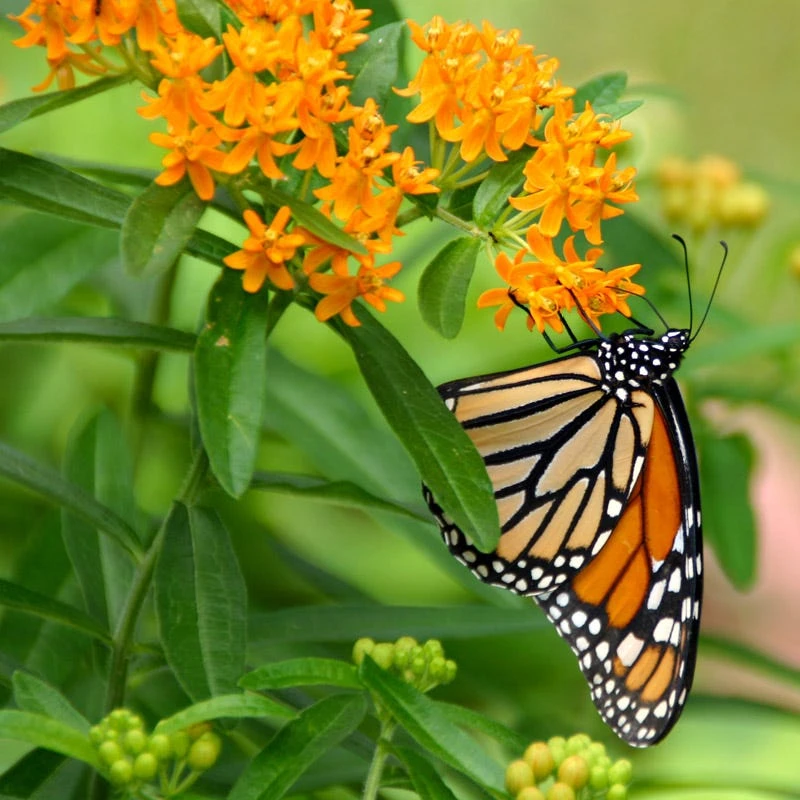 Butterfly Weed (Clay Form) 1 Butterfly Weed (Clay Form)