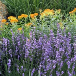 Sharon Roberts English Lavender -Lush Garden Home asclepias western gold mix lavandula angust sharon roberts 1