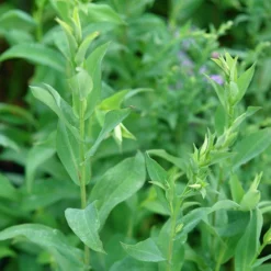 Bluebird Smooth Aster 7 Bluebird Smooth Aster -Lush Garden Home ast laev bluebird foliage northcreek nurseries cropped