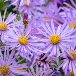 Monch Frikart's Aster 6 Monch Frikart's Aster -Lush Garden Home aster x frikartii m nch flower close up