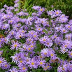 Monch Frikart's Aster 7 Monch Frikart's Aster -Lush Garden Home aster x frikartii m nch flowers garden