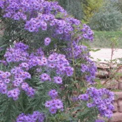Professor Kippenberg New York Aster -Lush Garden Home aster novi belgii professor kippenberg web