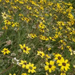 Mora County Chocolate Flower Mix (Berlandiera) -Lush Garden Home berlandiera lyrata david.winger cropped 2