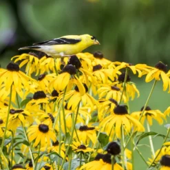 Goldsturm Black Eyed Susan -Lush Garden Home bird rudbeckia goldsturm web 2