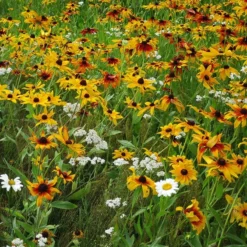 Dry Area Wildflower Seed Mix -Lush Garden Home black eyed susan gloriosa daisy yarrow