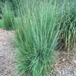 Blaze Little Bluestem Grass -Lush Garden Home blaze little bluestem credit hoffmannursery