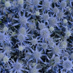 Blue Glitter Sea Holly (Eryngium) -Lush Garden Home blue glitter sea holly 2