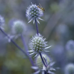 Blue Glitter Sea Holly (Eryngium) -Lush Garden Home blue glitter sea holly