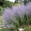 Blue Spires Russian Sage