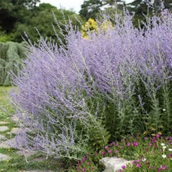 Blue Spires Russian Sage