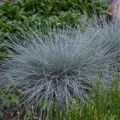 Blue Whiskers Fescue Grass -Lush Garden Home blue whiskers fescue grass 3