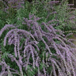 Silver Spring Blooming Butterfly Bush (Buddleia) -Lush Garden Home buddleia alternafolia argentea