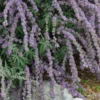 Silver Spring Blooming Butterfly Bush (Buddleia)