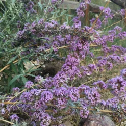 Silver Spring Blooming Butterfly Bush (Buddleia) -Lush Garden Home buddleia alternifolia argentea