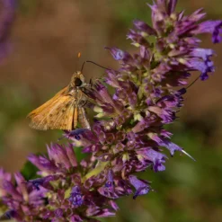 Blue Blazes Agastache -Lush Garden Home butterfly on blue blazes hyssop