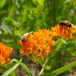 Butterfly Weed (Clay Form) 13 Butterfly Weed (Clay Form) -Lush Garden Home butterfly weed asclepias tuberosa garden