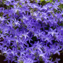 Blue Waterfall Bellflower (Campanula)