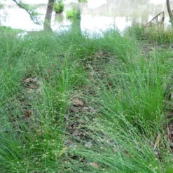 Appalachian Sedge -Lush Garden Home carex appalachica hoffman cropped 3 1