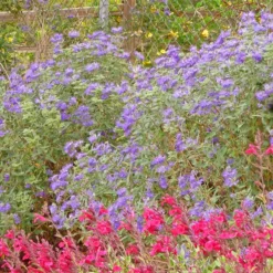 Dark Knight Caryopteris -Lush Garden Home caryopteris dark knight bush