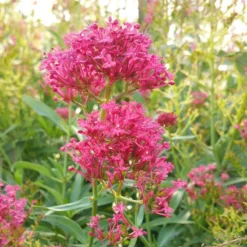 Rosy Trio Valerian Collection (Centranthus) -Lush Garden Home centranthus cropped 1
