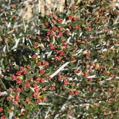 Littleleaf Mountain Mahogany (Cercocarpus) -Lush Garden Home cercocarpus intricatus flowers red