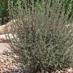 Littleleaf Mountain Mahogany (Cercocarpus) -Lush Garden Home cercocarpus intricatus whole plt rock garden