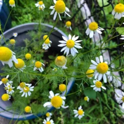 Alternative Lawn Wildflower Seed Mix -Lush Garden Home chamomile potted