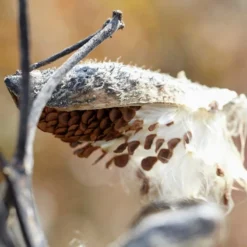 Common Milkweed 8 Common Milkweed -Lush Garden Home common milkweed seeds seed pod