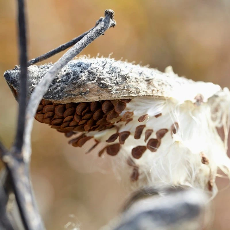 Common Milkweed 3 Common Milkweed - Image 3