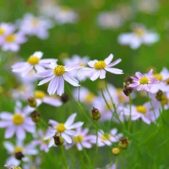 American Dream Coreopsis -Lush Garden Home coreopsis american dream 3
