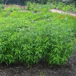 Gold Standard Coreopsis -Lush Garden Home coreopsis gold standard foliage cropped northcreek