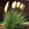 Dwarf Pampas Grass