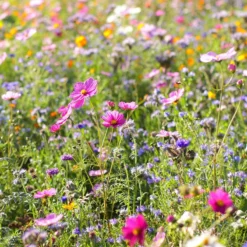 Dry Area Wildflower Seed Mix -Lush Garden Home cosmos bachelor buttons meadow