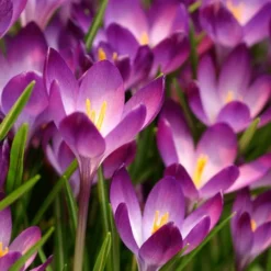 Tommasini's Ruby Giant Crocus 9 Tommasini's Ruby Giant Crocus -Lush Garden Home crocus tommasinianus bulbs ruby giant 39150 1 web