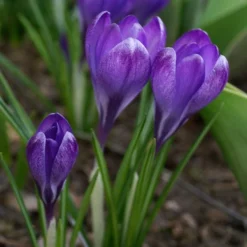 Tommasini's Ruby Giant Crocus 11 Tommasini's Ruby Giant Crocus -Lush Garden Home crocus tommasinianus bulbs ruby giant 39150 3 web