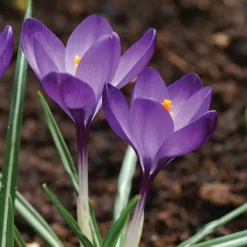 Tommasini's Ruby Giant Crocus 12 Tommasini's Ruby Giant Crocus -Lush Garden Home crocus tommasinianus bulbs ruby giant 39150 5 web