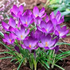 Tommasini's Ruby Giant Crocus 13 Tommasini's Ruby Giant Crocus -Lush Garden Home crocusrubygiant1 1