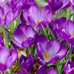 Tommasini's Ruby Giant Crocus