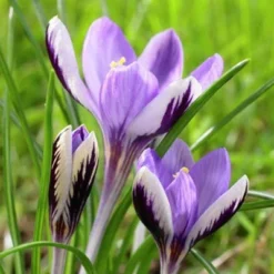 Spring Beauty Snow Crocus -Lush Garden Home crocusspringbeauty1