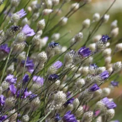 Cupid's Dart (Catanache) -Lush Garden Home cupids dart catananche caerulea garden before bloom