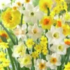 Fragrant Daffodil Mix