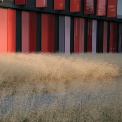Gold Dew Tufted Hair Grass -Lush Garden Home deschampsia cespitosa goldtau hoffman cropped 1 2