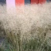 Gold Dew Tufted Hair Grass