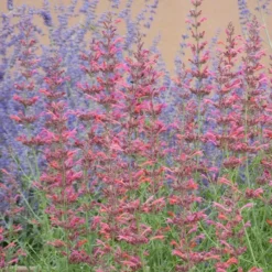 Desert Sunrise® Agastache 7 Desert Sunrise® Agastache -Lush Garden Home desert sunrise agastache close up
