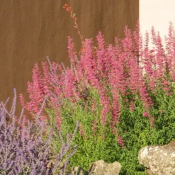 Desert Sunrise® Agastache 6 Desert Sunrise® Agastache -Lush Garden Home desert sunrise agastache rock garden