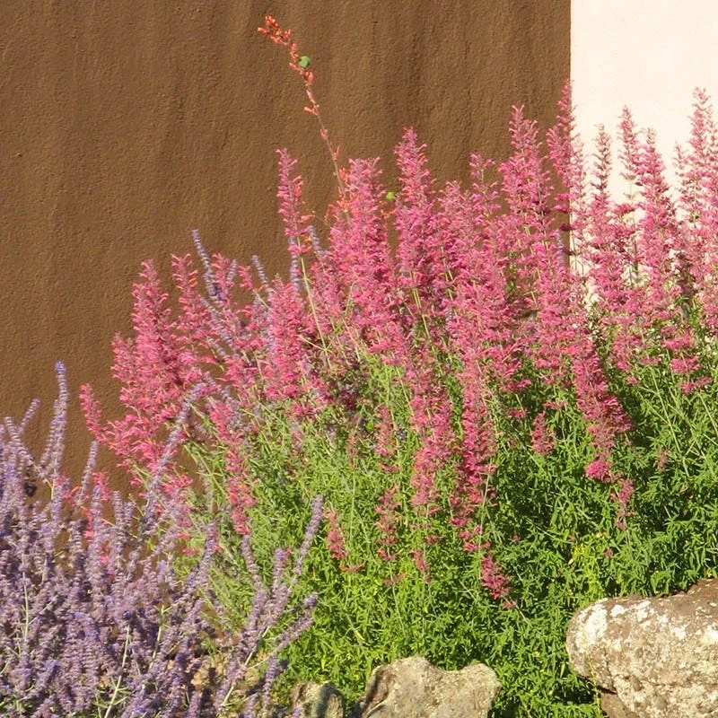 Desert Sunrise® Agastache 3 Desert Sunrise® Agastache - Image 3
