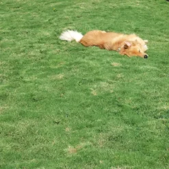 Dog Tuff™ Grass Plugs 12 Dog Tuff™ Grass Plugs -Lush Garden Home dog tuff grass hblb870 with dog