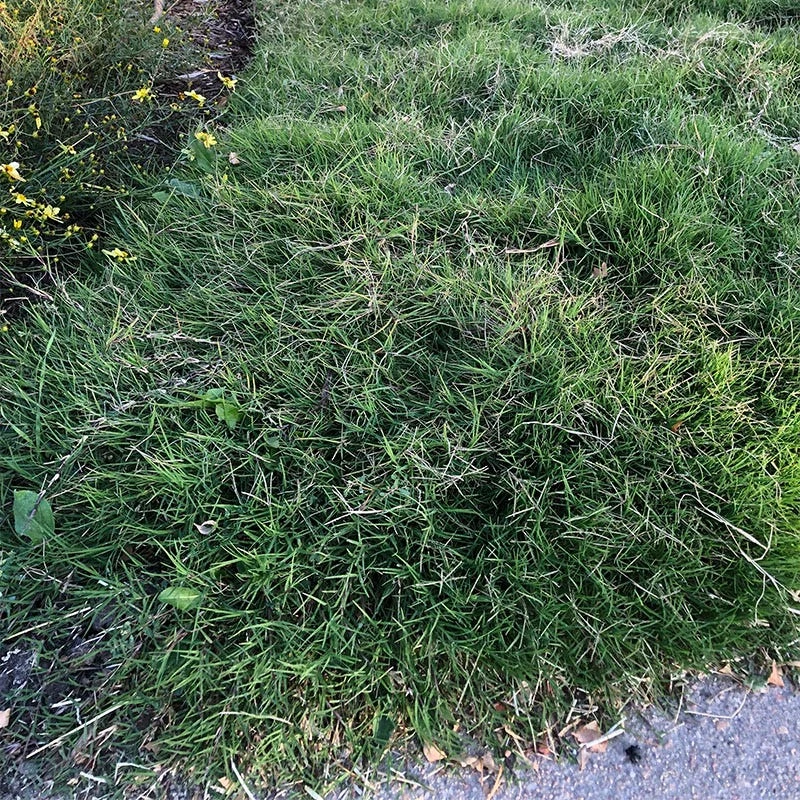 Dog Tuff™ Grass Plugs 7 Dog Tuff™ Grass Plugs - Image 7